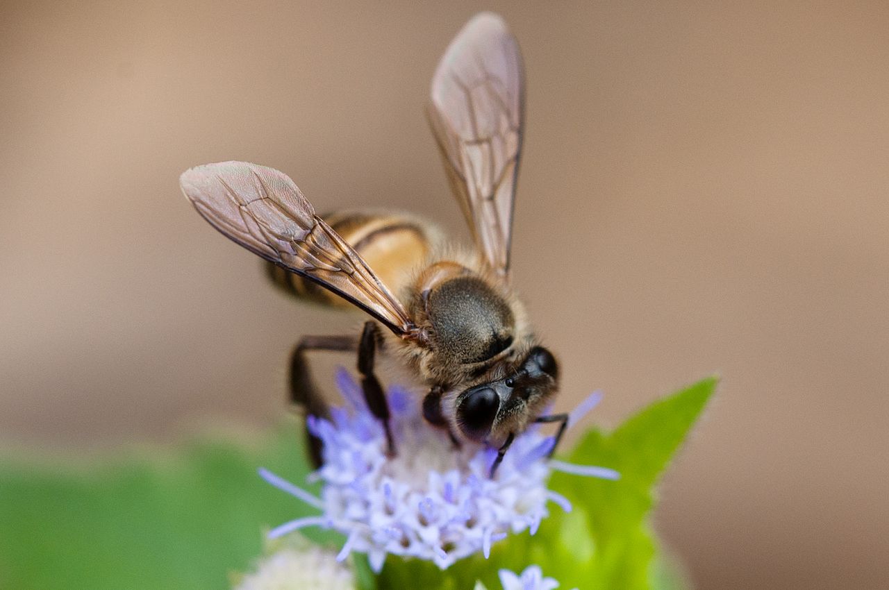 Native Honey Bees Of Southeast Asia And Conservation Challenges native-honey-bees-of-southeast-asia-and-conservation-challenges